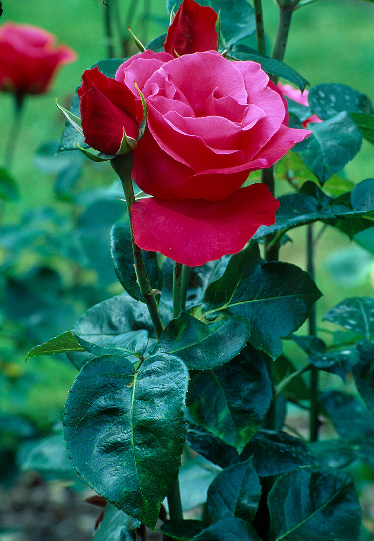 Rosa 'Crepe de Chine' (Teehybride), öfterblühend mit starkem Duft