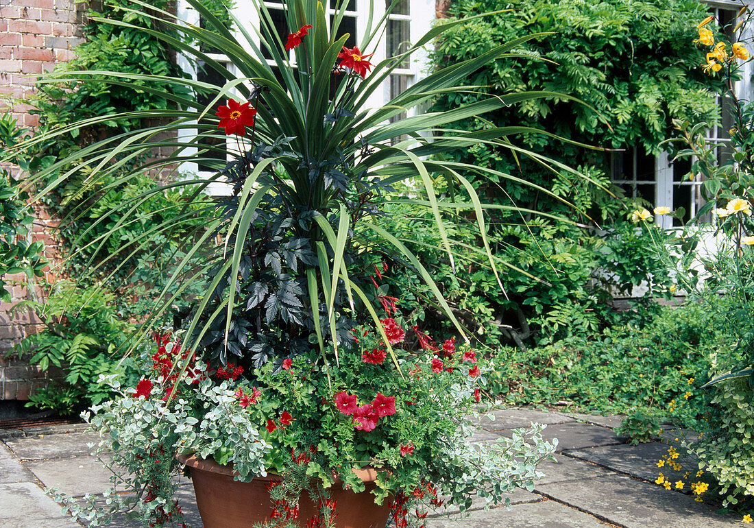 Kübel mit Dracaena (Drachenbaum), Dahlia (Dahlie), Helichrysum petiolare (Strukturpflanze), Petunia (Petunie), Pelargonium (Geranie) und Lotus (Hornklee)
