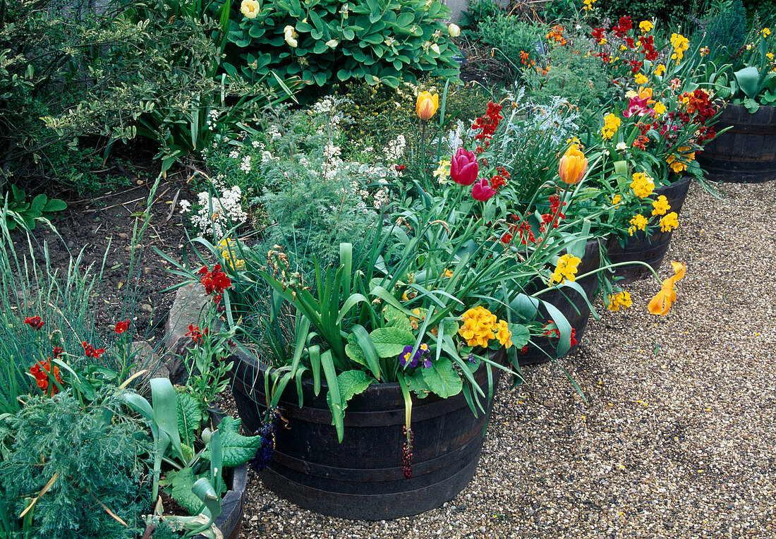 Topfgarten mit Tulpen, Cheiranthus, Primula