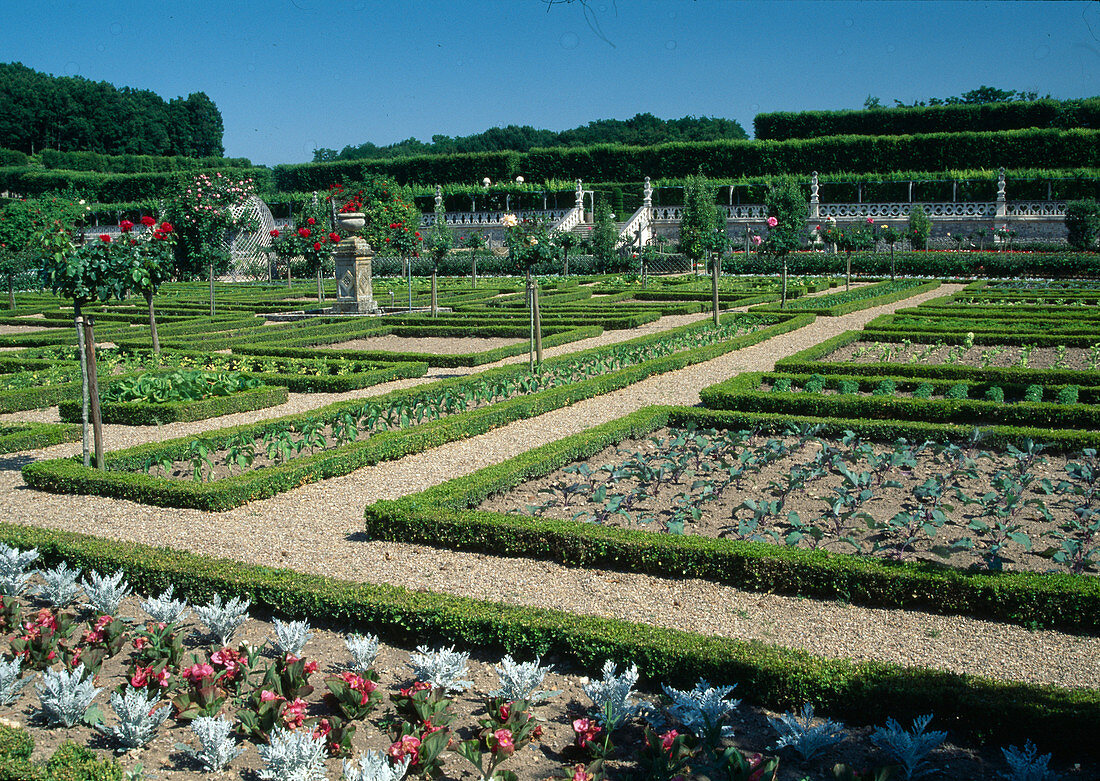 The Villandry Castle Garden: gravel paths, vegetable beds bordered with hedges of Buxus (boxwood), Rosa (roses) stems and summer flower border