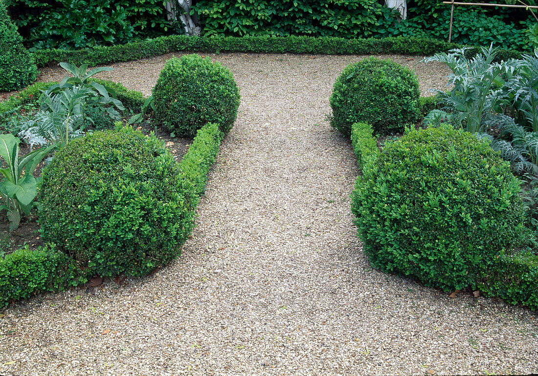 Kiesweg zwischen Beeten mit Buxus (Buchs), Kugeln und Hecken, Artischocken (Cynara scolymus)