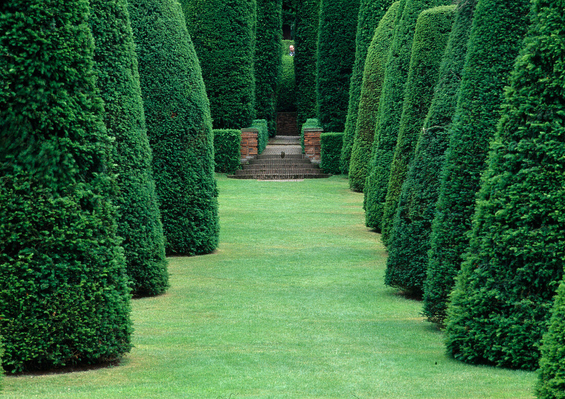 Saeulenfoermig geschnittenen Taxus (Eiben) als Blickachse zur Treppe