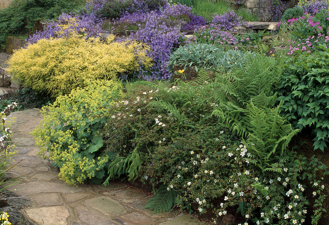 Garden with Rosa 'Heideröslein Nozomi' (ground cover rose), Alchemilla mollis (lady's mantle), ferns, Chamaecyparis pisifera 'Filifera Aurea Nana' (thread cypress), Campanula poscharskyana 'Blauranke' (hanging cushion bellflower)