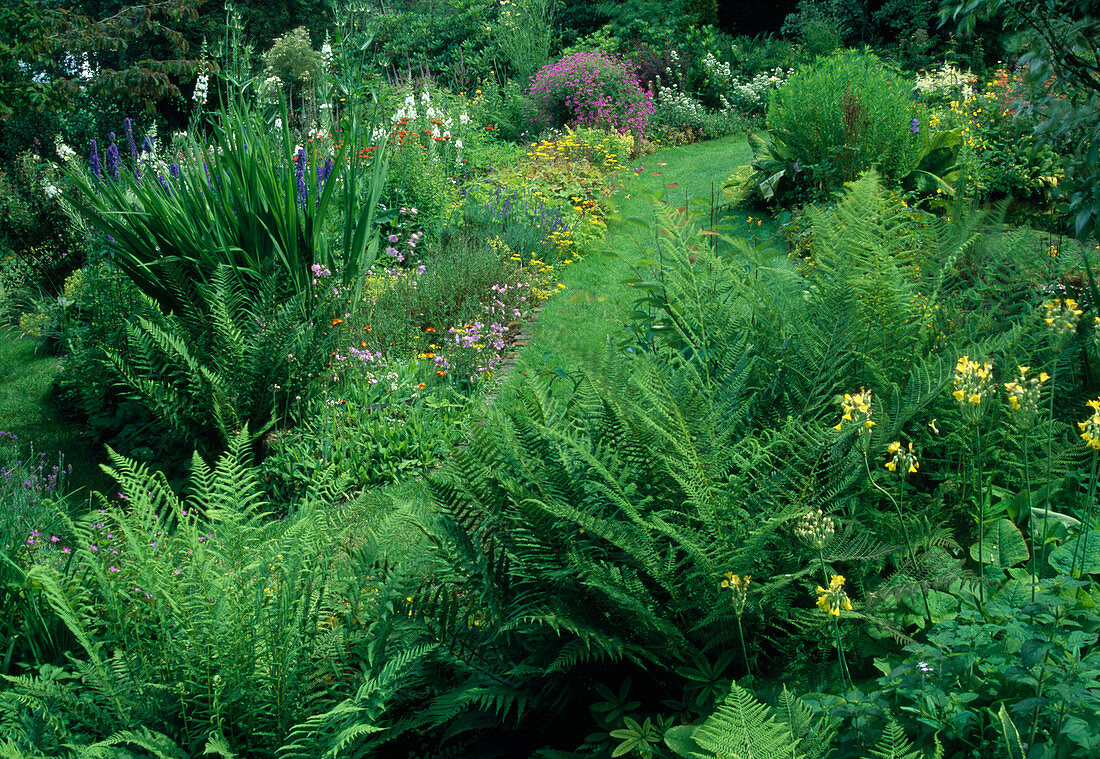 Lawn path through perennial garden with ferns