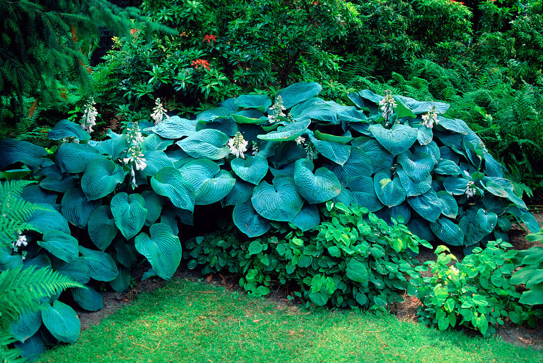 Hosta Sieboldiana 'Elegans' (Blue-leaved funkie)