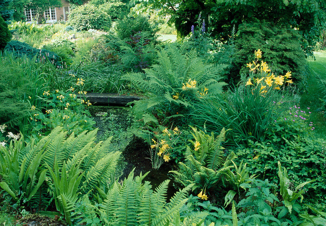 Kleiner Teich mit Farnen, Hemerocallis (Taglilien) und Primula japonica (Etagenprimeln, Sommerprimeln) als Uferbepflanzung