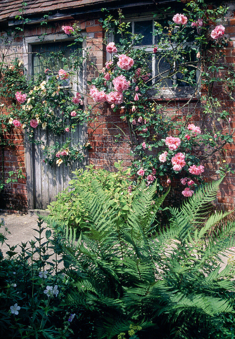 Rosa (climbing rose) on wall of old house