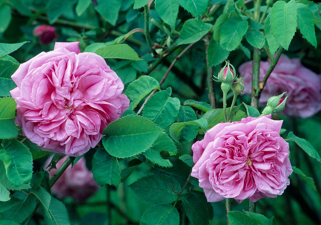Rosa 'Mme Knorr', Portlandrose, öfterblühend, sehr starker Duft