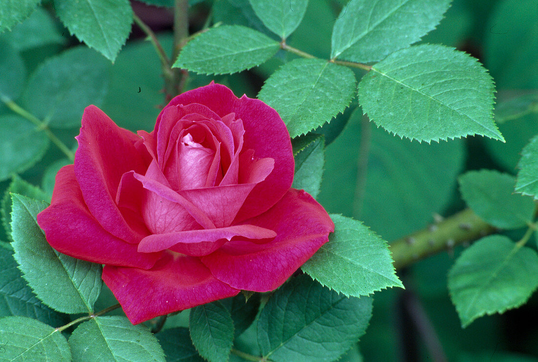 Rosa 'Parole' (Edelrose, Teehybride), öfterblühend mit starkem Duft