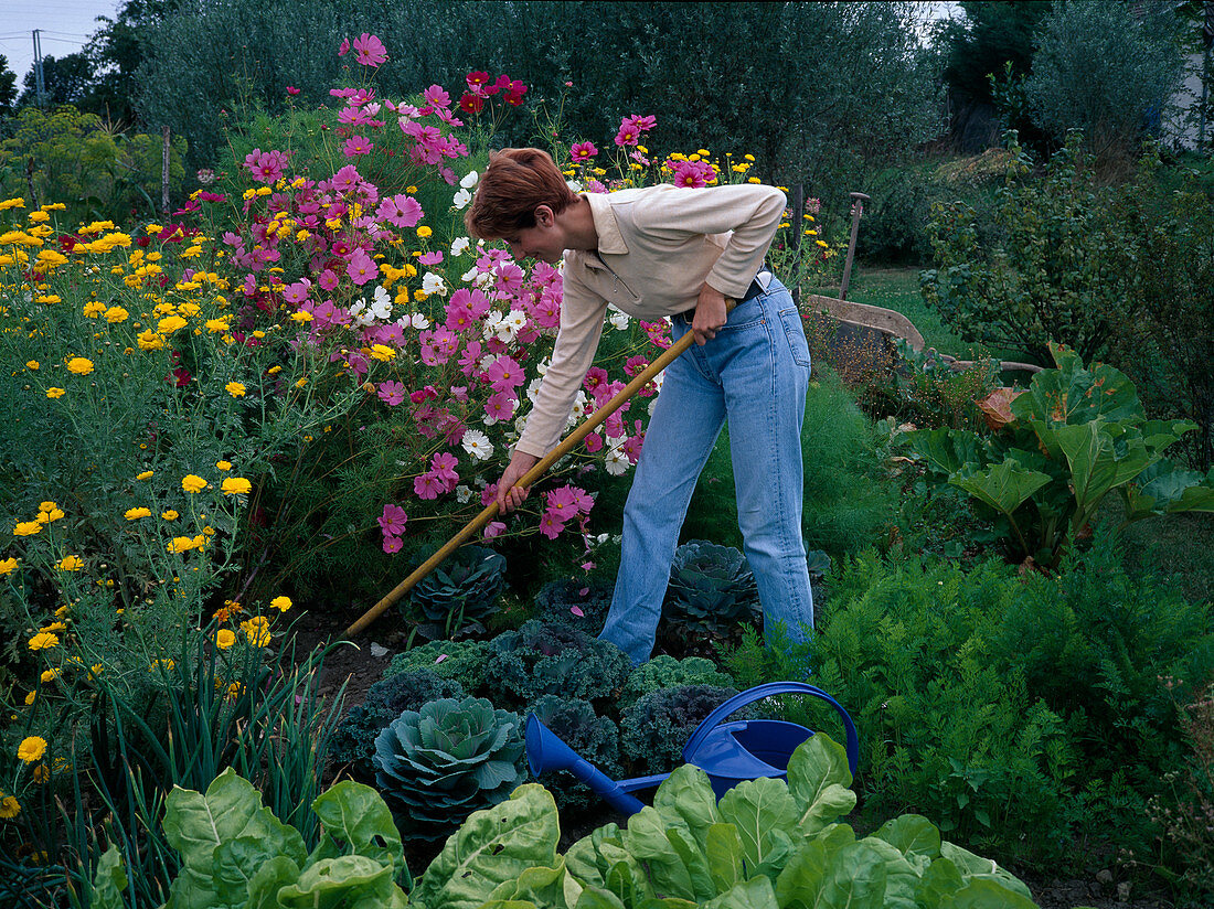 Loosen soil between summer flowers and vegetables with a rake, anthemis (dyer's chamomile), cosmos (jewelweed), cabbage, savoy cabbage (brassica), carrots (Daucus carota)