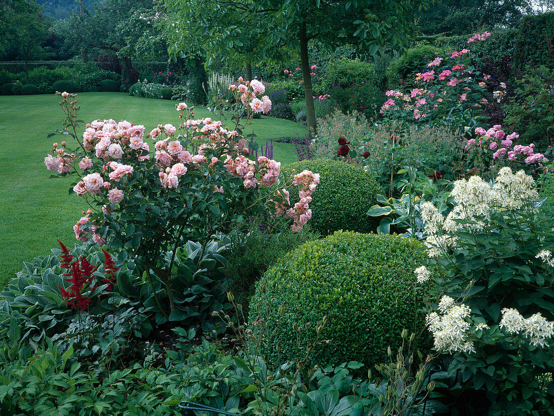 Bed with Rosa (roses), Buxus (box) balls, Clematis recta (perennial wood vine), Astilbe (daisy)