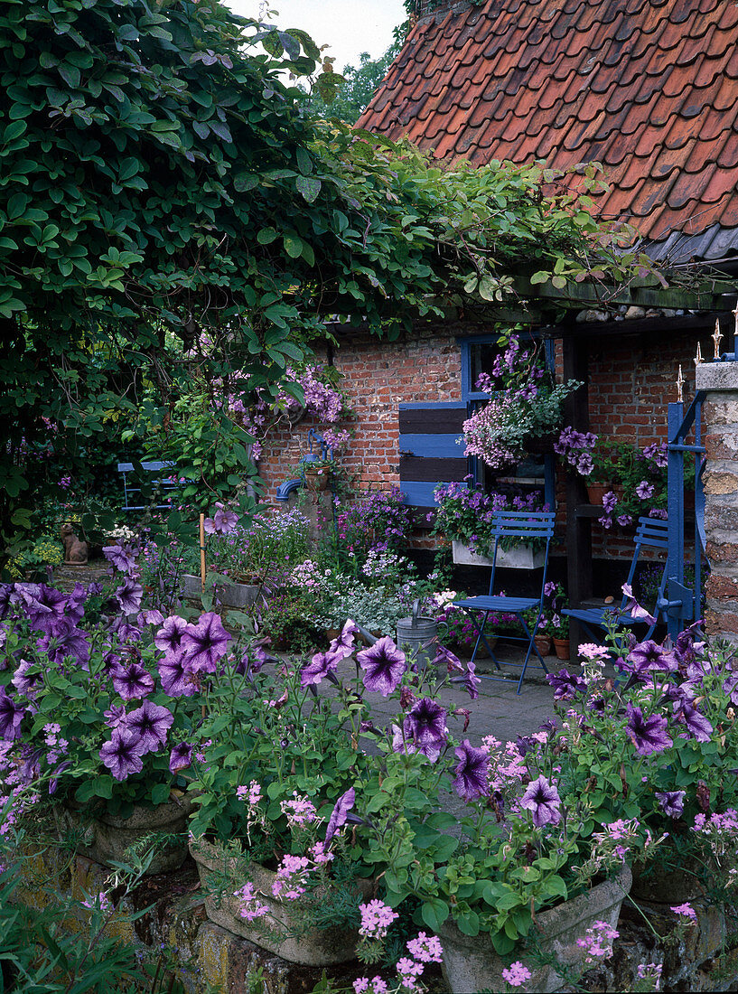 Blaue Terrasse mit Petunia 'Blue Daddy' (Petunien), blauen Stühlen und Pergola bewachsen mit Akebia quinata (Klettergurke)