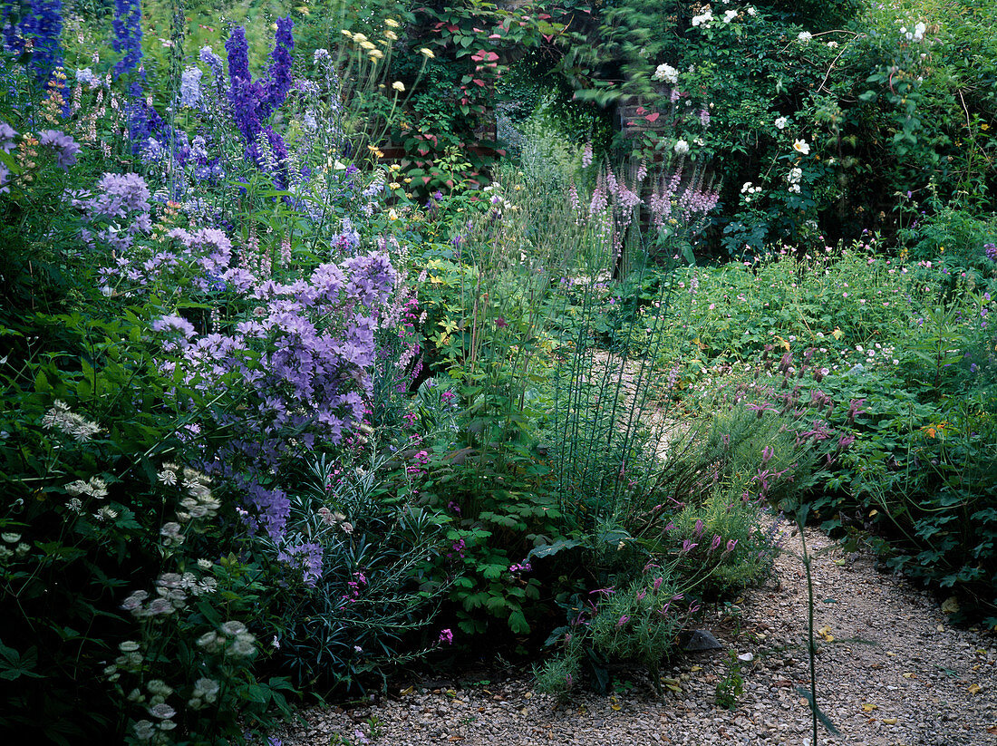 Weg zwischen Staudenbeeten mit Campanula (Glockenblumen), Linaria (Leinkraut), Delphinium (Rittersporn), Lavandula stoechas (Schopflavendel)