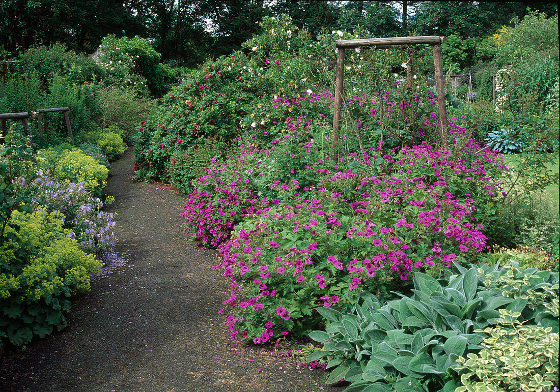 Weg zwischen bluehenden Beeten : Geranium (Storchschnabel), Alchemilla mollis (Frauenmantel), Rosa (Rosen)