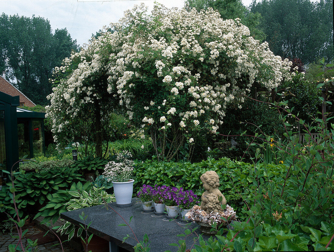 Rosa multiflora 'Seagull' (climbing rose, rambler rose), single flowering with strong fragrance on pergola, hosta (funcias), hedera (ivy), table with viola cornuta (horned violet), gypsophila (baby's breath) in pots and putte.