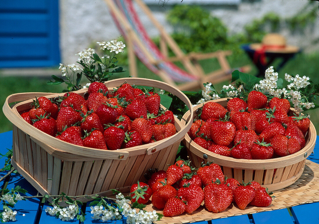Freshly picked strawberries (Fragaria) in baskets