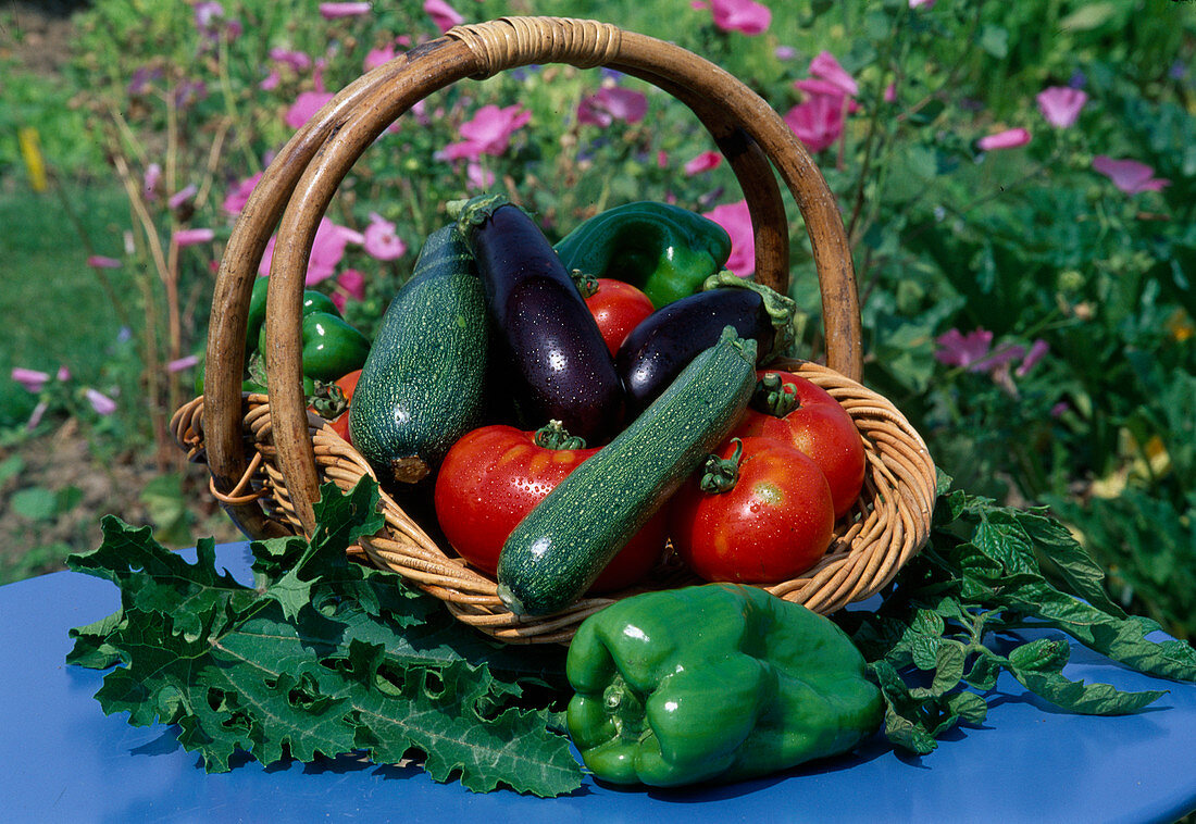 Basket with freshly harvested courgettes (Cucurbita pepo), peppers (Capsicum annuum), aubergines (Solanum melongena) and tomatoes (Lycopersicon)