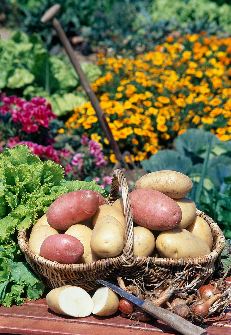 Basket with potatoes (Solanum tuberosum)