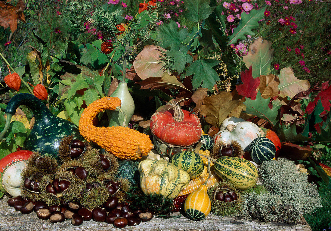 Pumpkin harvest: ornamental pumpkins, edible pumpkins (Cucurbita pepo), chestnuts, sweet chestnuts (Castanea sativa), autumn leaves