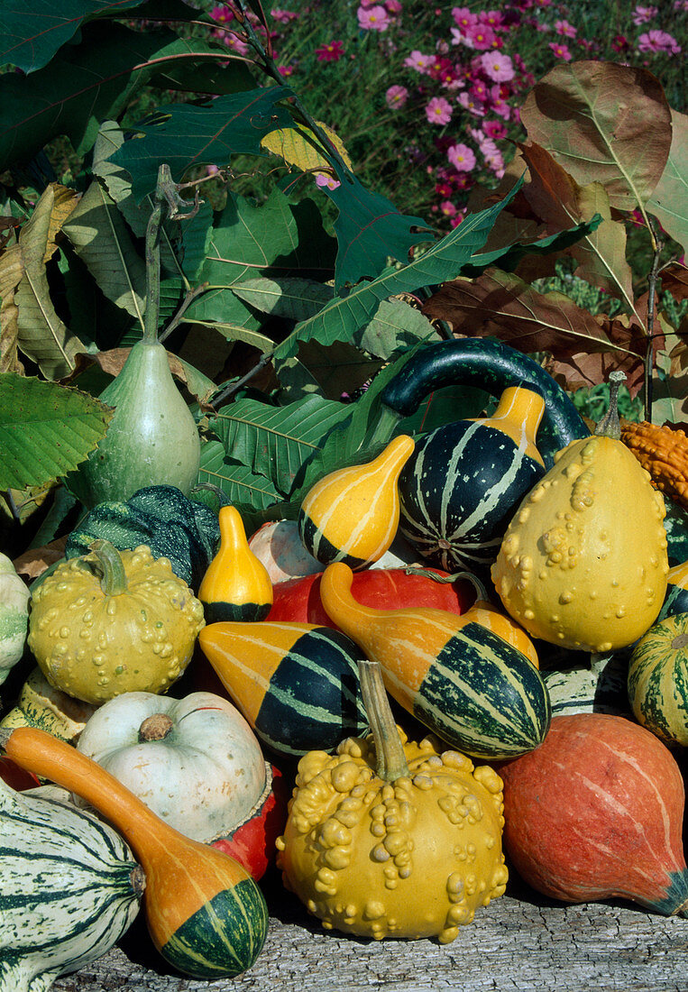 Pumpkin crop: ornamental pumpkins, edible pumpkins (Cucurbita pepo)