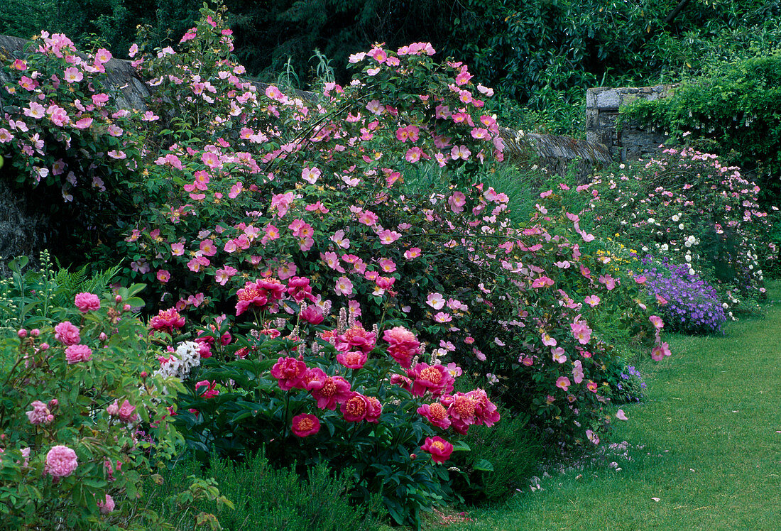Rosa 'Complicata' Rosa gallica Hybr., einmalblühend, leicht duftend, robust, Paeonia (Pfingstrose) an Gartenmauer