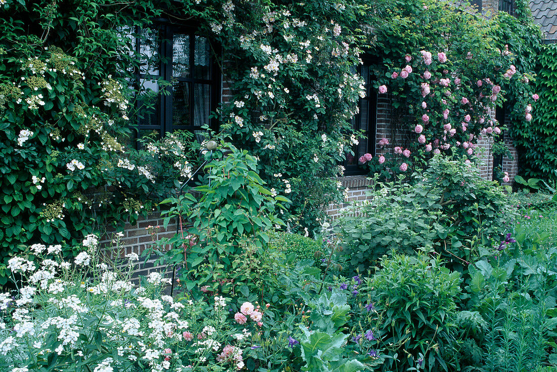 Rosa 'Constance Spry' Englische Rose, Kletterrose, einmalblühend, guter Duft