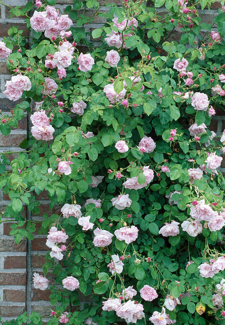 Rosa 'Bourbon Queen' (climbing rose, shrub rose), single flowering, good fragrance
