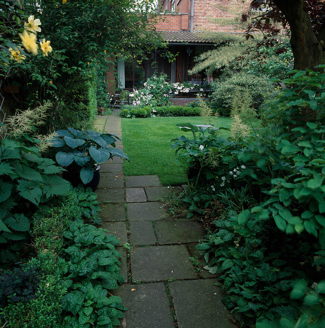 Path to the terrace at the house, small lawn area, hosta (funcias) in pots, pulmonaria (lungwort), buxus (boxwood), ligularia (greiseweed)