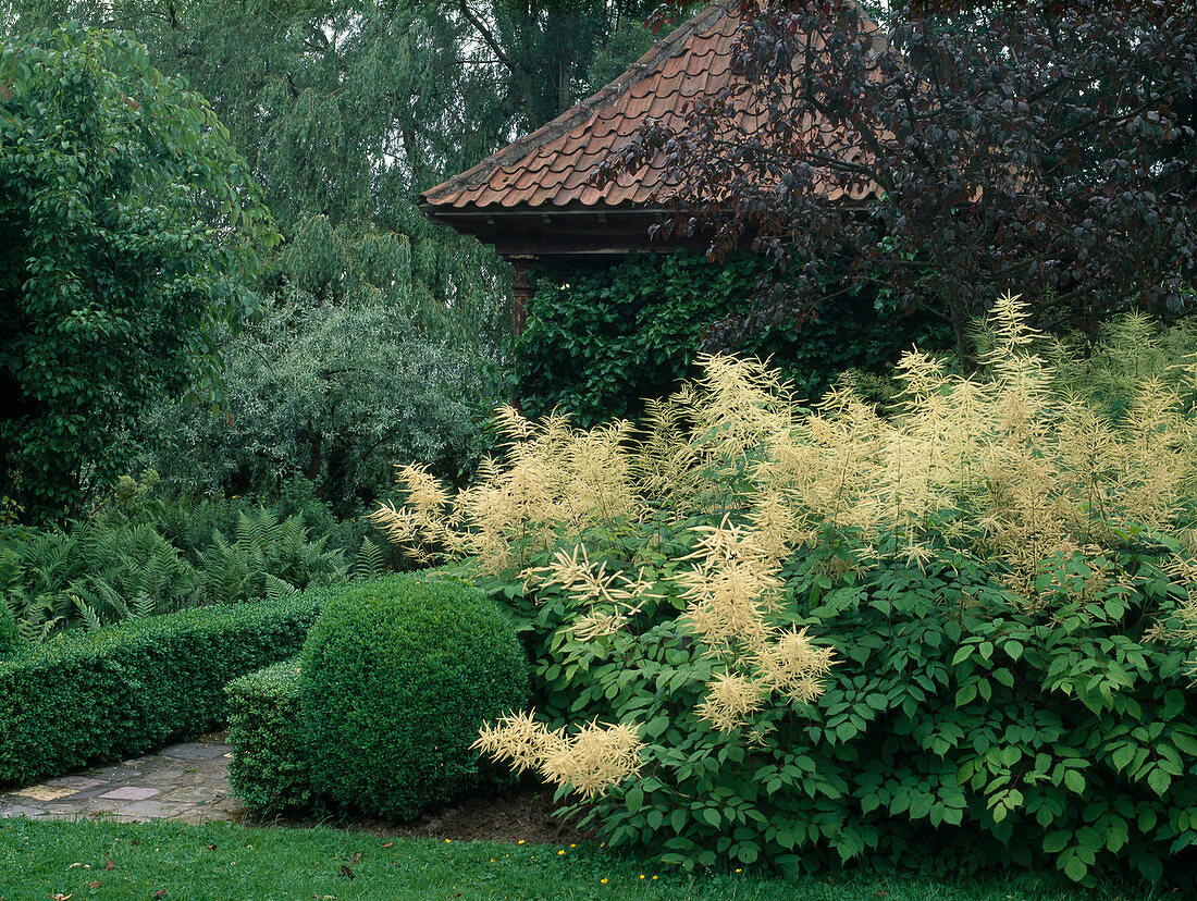 Aruncus dioicus (forest goat's beard), Buxus (box) ball and hedge, ferns