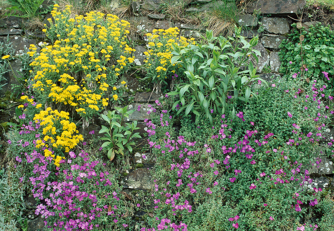 Polsterstauden wachsen in Trockenmauer: Aubrieta (Blaukissen) und Alyssum montanum 'Berggold' (Berg-Steinkraut)