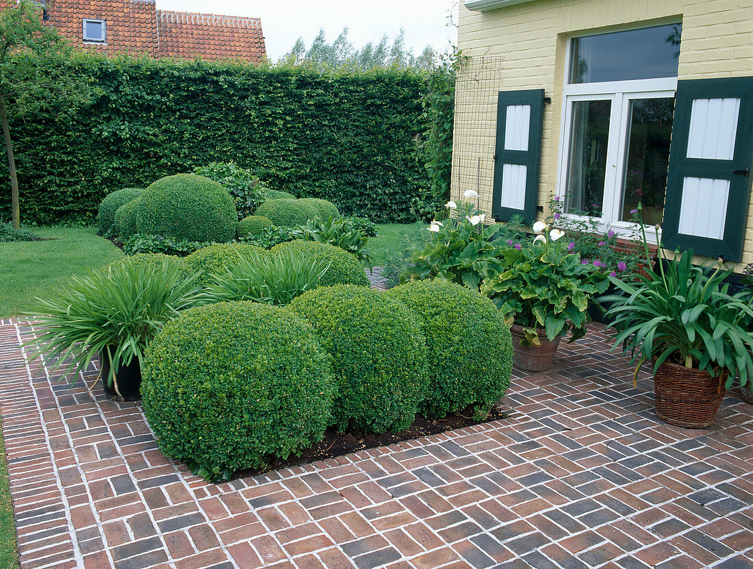 Buxus (Buchs) Kugeln in Terrasse mit Klinker-Pflaster, Kübel mit Zantedeschia (Kalla) und Agapanthus (Schmucklilien), Hecke als Sichtschutz