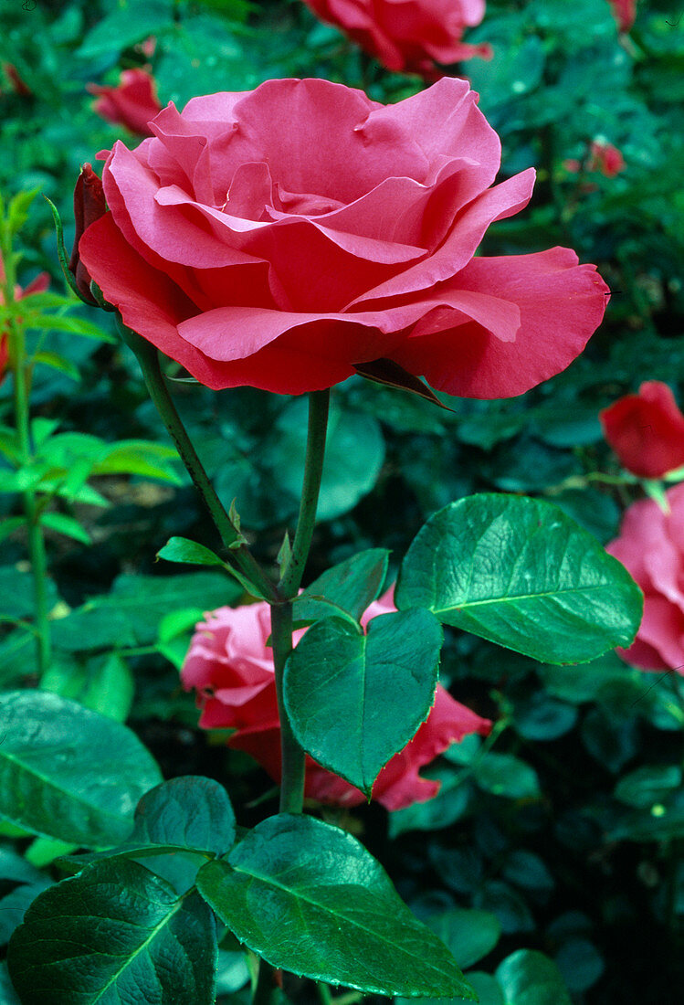 Rosa 'Crepe de Chine' (Teehybride, öfterblühend mit starkem Duft)