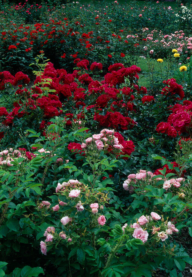 Rosengarten: Rosa 'Pink Grootendorst' (Nelkenrose), 'Madame Fernandel' (Floribundarose)