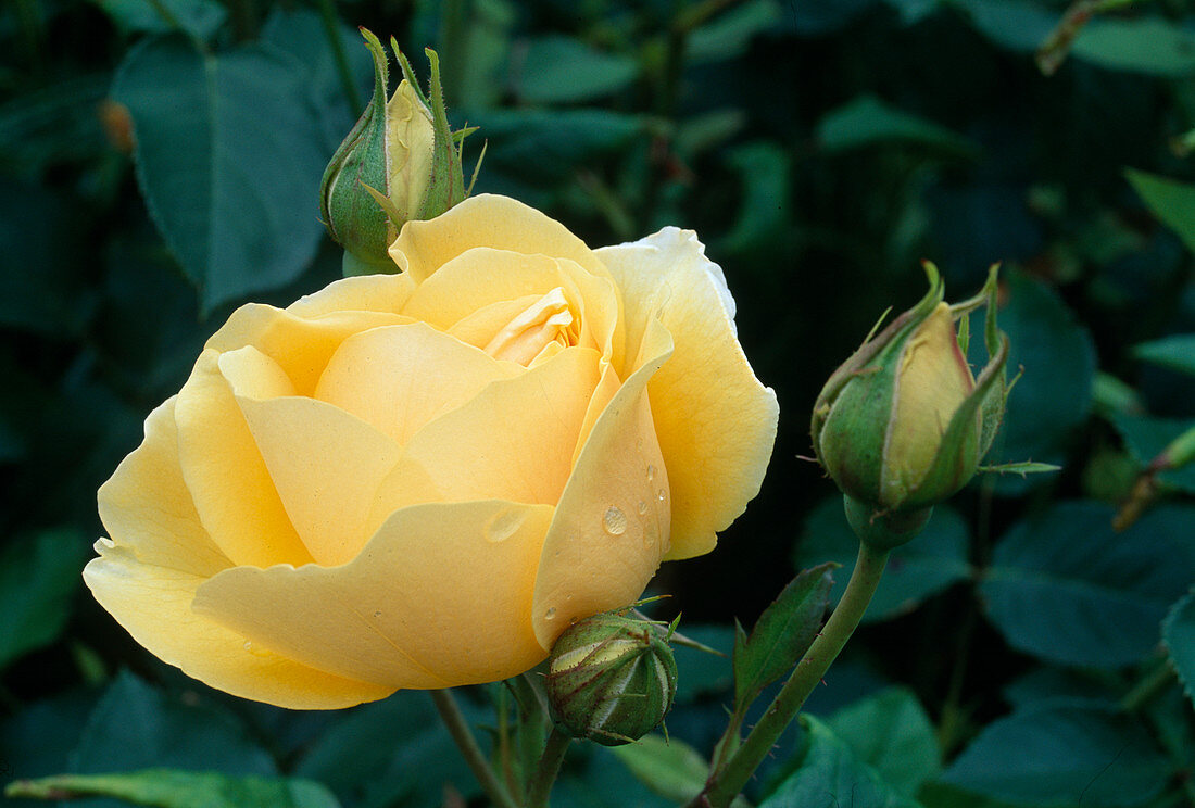 Rosa 'Graham Thomas' (Englische Rose, Romantikrose), öfterblühend mit gutem Duft