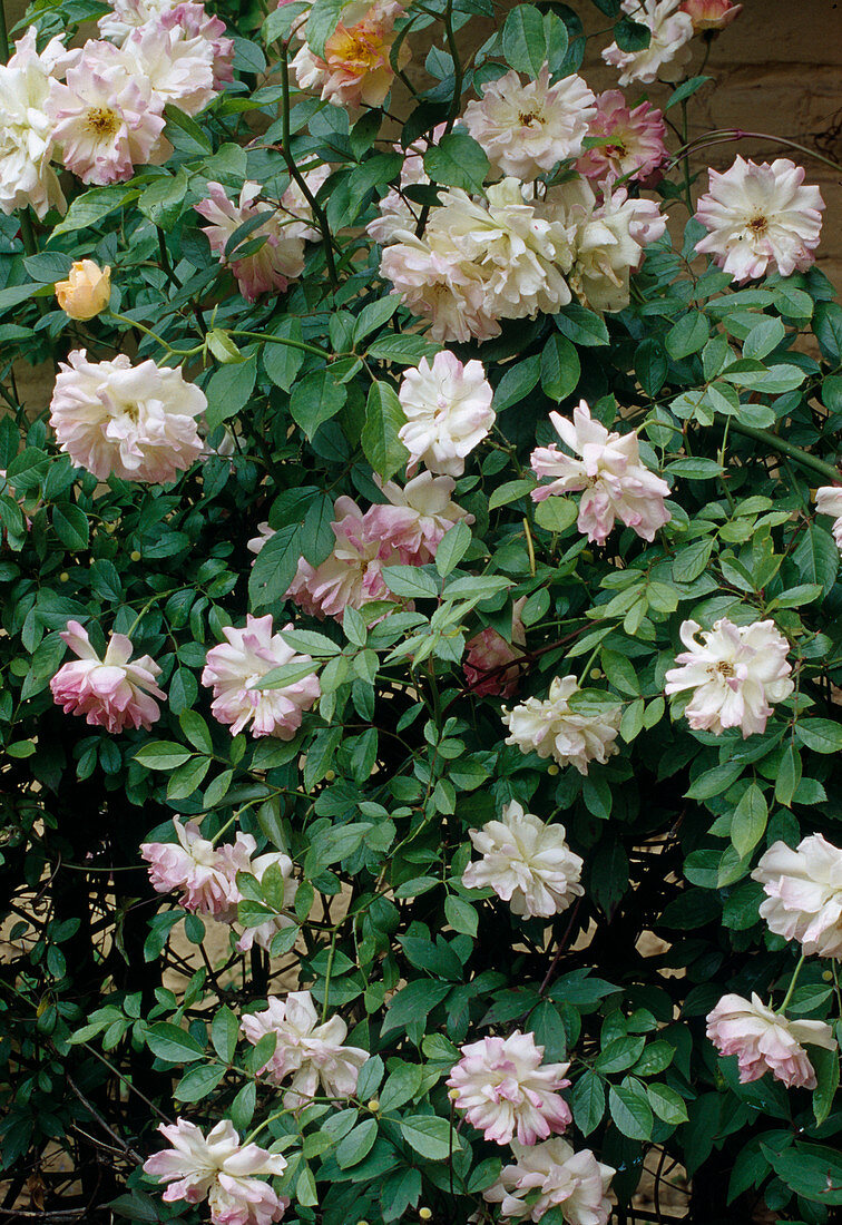Rosa 'Phyllis Bide' (rambler rose, climbing rose), remontant with good fragrance