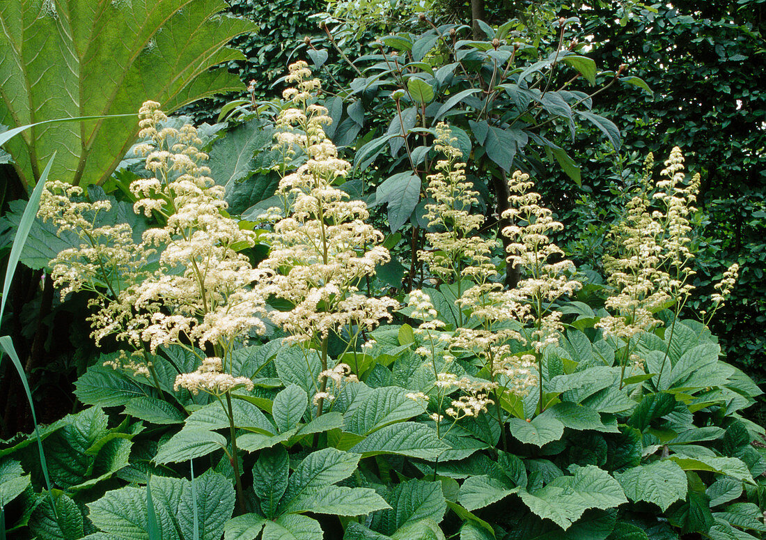 Rodgersia aesculifolia (chestnut-leaved show-leaf)