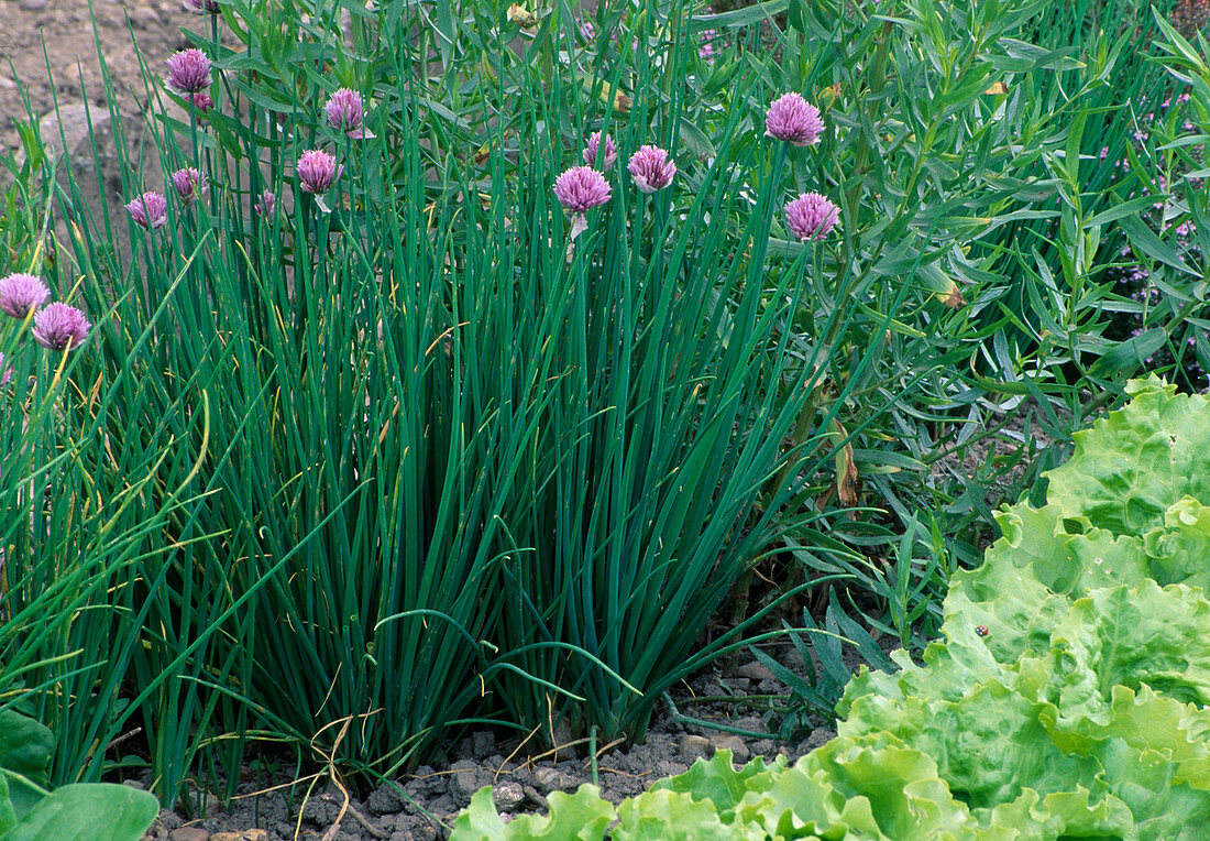 Flowering chives (Allium schoenoprasum) in the bed