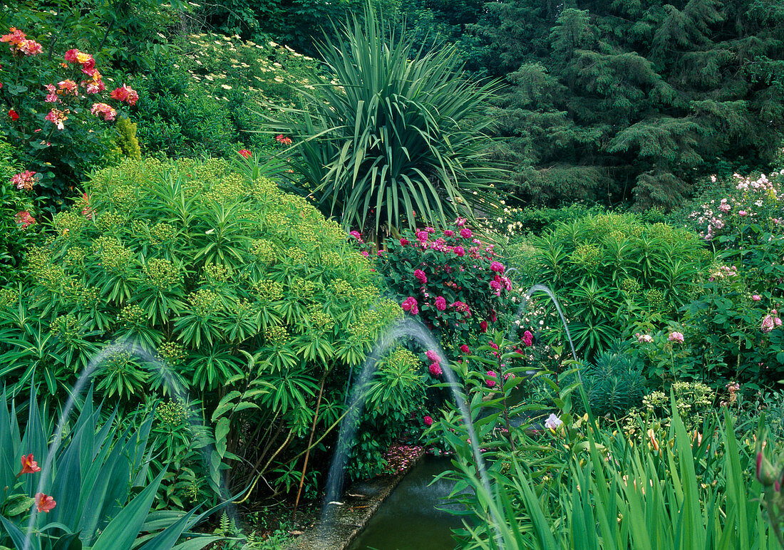 Euphorbia (Wolfsmilch), Rosa (Rosen), Dracaena (Drachenbaum), Wasserrinne und Wasserspiel