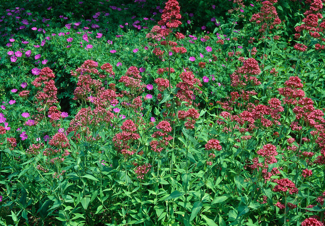 Centranthus ruber (Spornblumen)