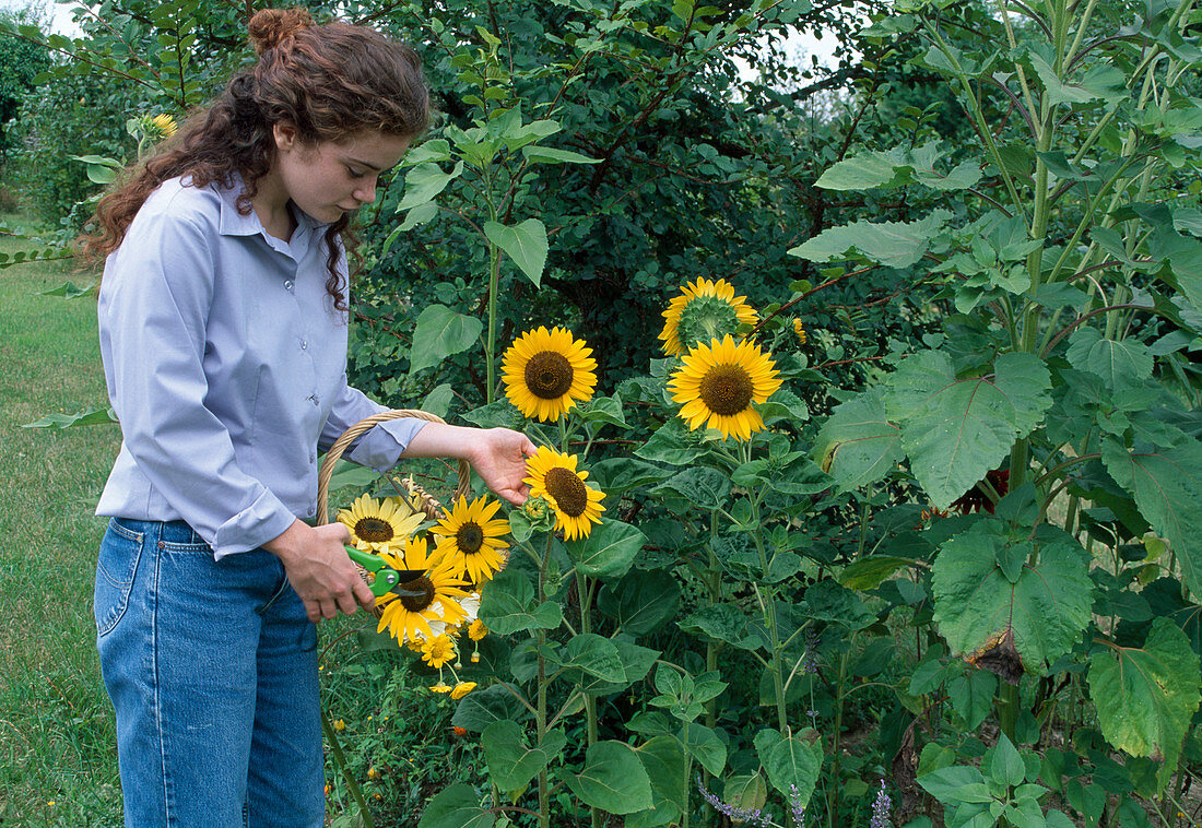 Woman cuts back Helianthus (sunflowers)