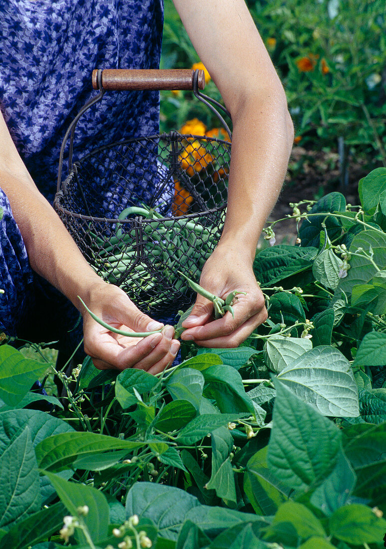 Frau pflückt Buschbohnen (Phaseolus) im Beet