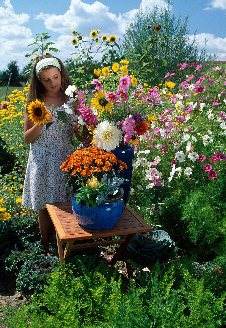 Girl sticks bouquet of Helianthus (sunflowers), Dahlia (dahlias), Cosmos (jewel basket), blue pot with Chrysanthemum (autumn chrysanthemum), Cineraria (silver leaf) and Celosia (feather bush)