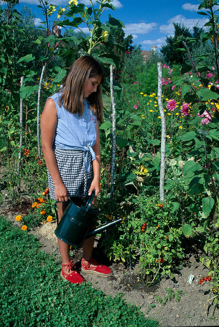 Mädchen giesst Tomaten (Lycopersicon) im Beet