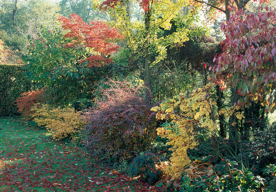 Cornus (dogwood), Rosa (rose), Berberis (barberry), Ginkgo biloba (fanleaf tree), Acer (maple)