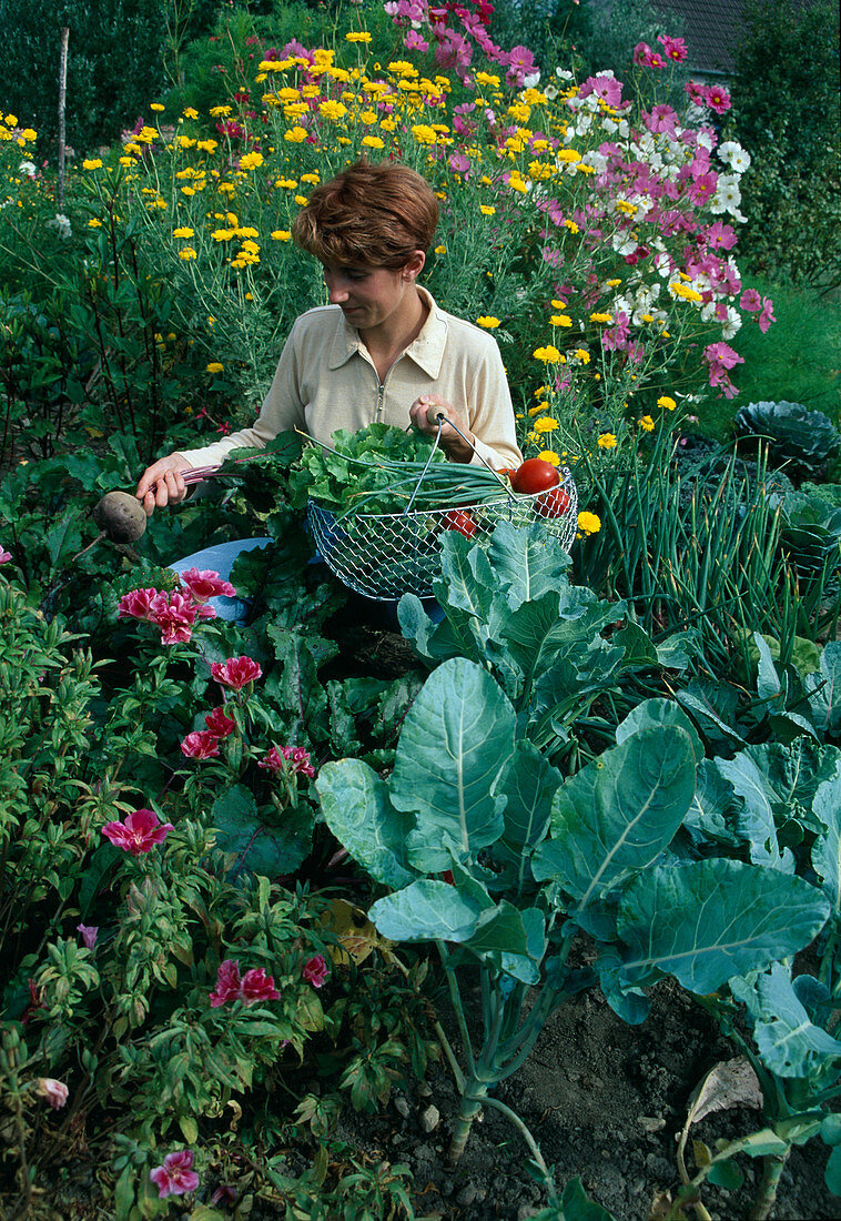 Gemüseernte zwischen Brokkoli (Brassica), Godetia (Sommerazalee), Zwiebeln (Allium cepa), Anthemis (Färberkamille) und Cosmos (Schmuckkörbchen), Frau erntet rote Bete (Beta vulgaris)