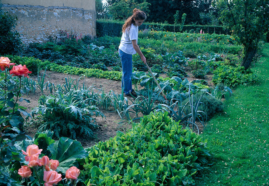 Loosening soil between vegetables