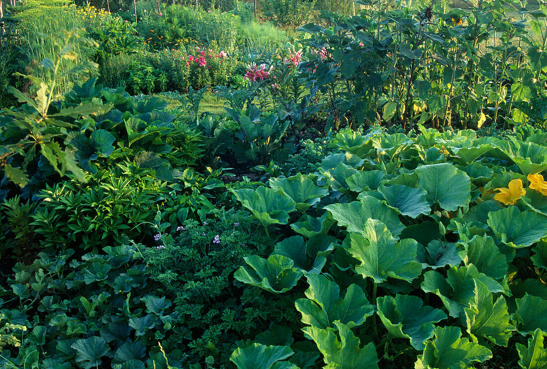 Mixed culture with vegetables and summer flowers