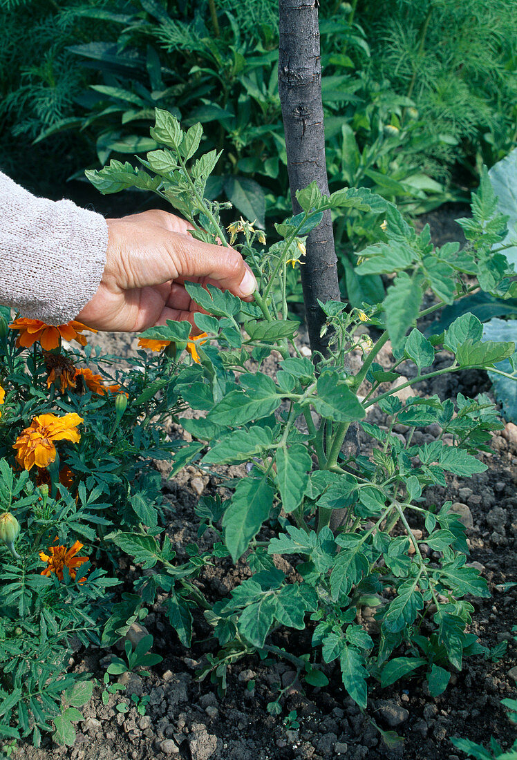 Trimming bush tomato (Lycopersicon)