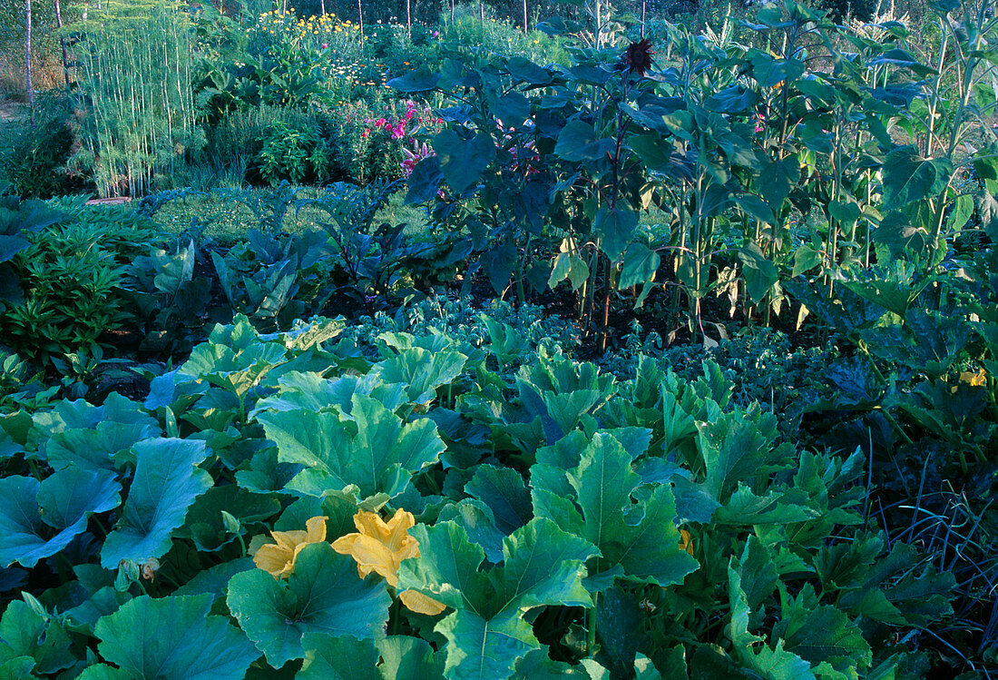 Developing a vegetable garden: pumpkin (cucurbita), helianthus (sunflowers), aubergines and artichokes