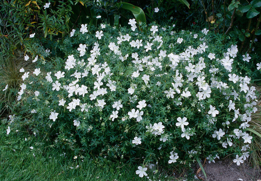 Geranium sanguineum 'Album' (White Cranesbill)